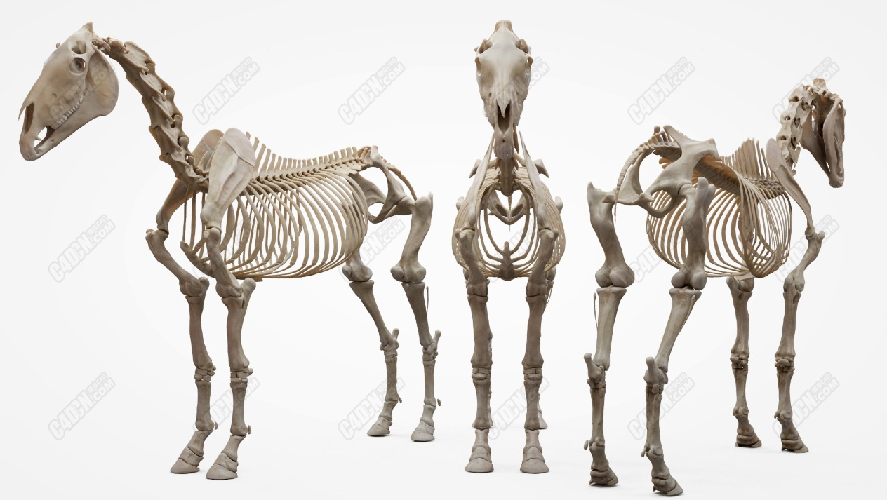 动物马肌肉骨骼完整解剖模型独家c4d格式