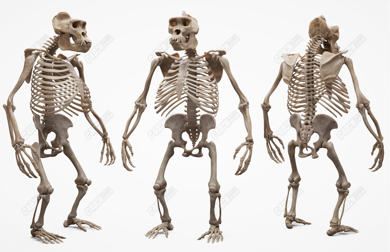 c4d模型大猩猩动物肌肉解剖骨骼组织animalanatomicalmodel